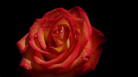 Download wallpaper 3840x2160 rose, flowers, petals, red 4k uhd 16:9 hd background