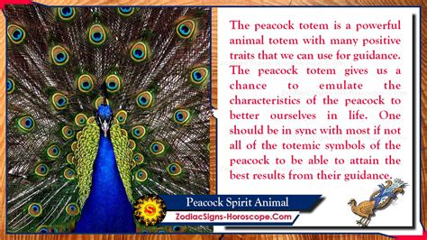 Peacock Spirit Animal: Totem, Meaning, Symbolism and Dreams | ZSH