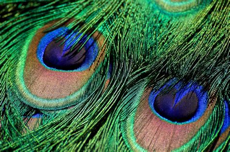 Free Images : nature, bird, wing, pattern, green, beak, colorful, fauna, material, close up ...