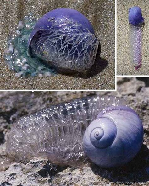 Real Monstrosities: Violet Sea Snail