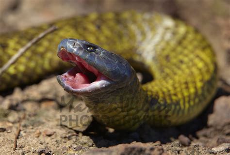 Buy Tiger Snake -Tasmanian subspecies Image Online - Print & Canvas Photos - Martin Willis ...