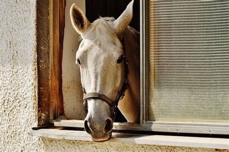 4 Things To Consider Before Transitioning Your Horse to Barefoot