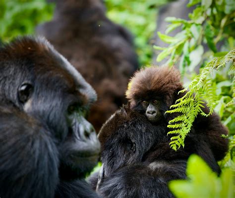 Gorilla Trekking in Volcanoes National Park (2023/24 Guide)