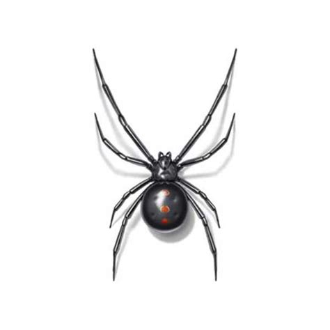 Black Widow Spider Identification & Behavior | Anderson Pest Solutions