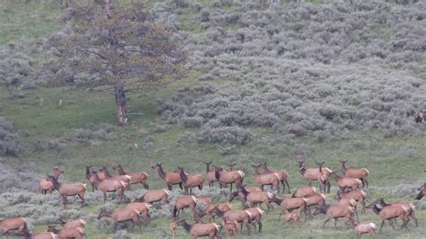 Elk Herd Invades Downtown Evergreen Colorado