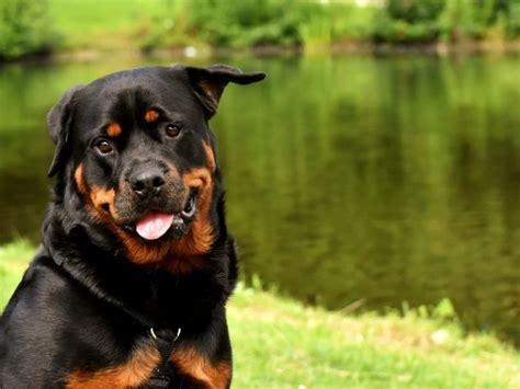 Rottweiler Pit Bull Mix - Complete Guide 2023 - Canine HQ