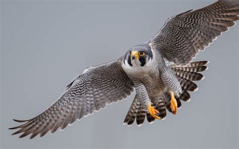 Peregrine Falcon - A-Z Animals