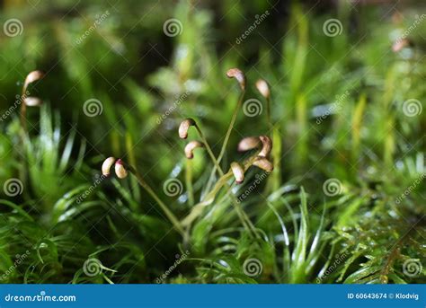 Moss sporophytes stock photo. Image of closeup, detail - 60643674