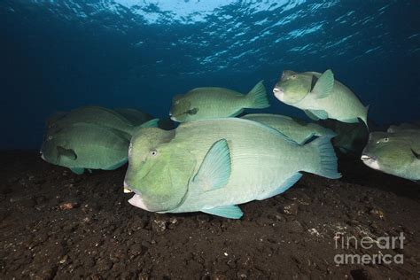 Humphead Parrotfish Photograph by Reinhard Dirscherl - Fine Art America