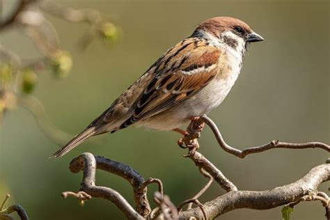 House Sparrow: Bird Identification, Habits, Facts, Nesting - Bird Informer