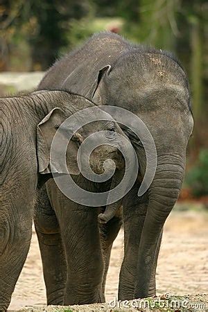 Animals: Two Elephants Hugging Royalty Free Stock Photos - Image: 7376098