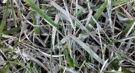 Powdery Mildew On Grass - Causes & Treatment - LawnCARE