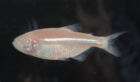 Blind Cavefish Shed Light on Creation | larshaukeland