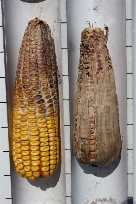 Corn ear rots and mycotoxins - MSU Extension