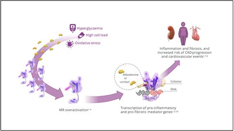 The Mineralocorticoid Receptor | Finerenone Global HCP Info