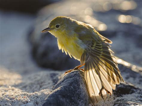 "Yellow Warbler" is a Highlight · Robert Reiser Photography