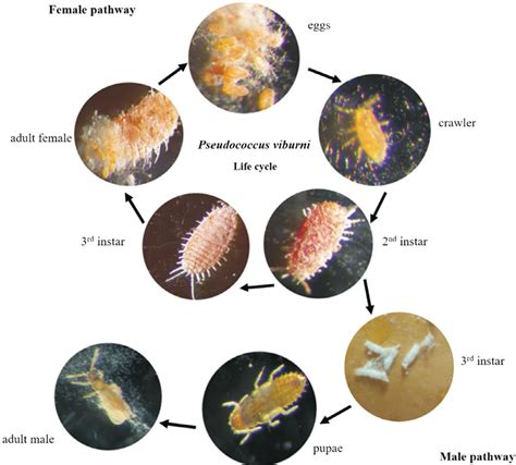 Mealybug Destroyer Life Cycle