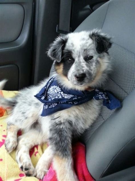 dogsandpupsdaily | Cute dog mixes, Australian shepherd blue heeler, Dog mixes