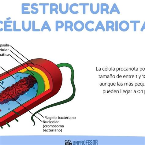 desfile ganar lavar clasificacion de las celulas procariotas segun su forma libro de texto ...