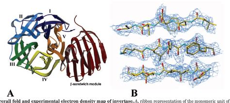 Figure 1 from The Three-dimensional Structure of Invertase (β-Fructosidase) from Thermotoga ...