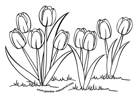 Sketsa Bunga Tulip Berwarna : 42+ Gambar Sketsa Bunga Tulip Berwarna Yang Wajib Diketahui