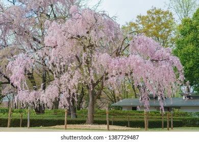 Cherry Blossom Tree Japan Sakura Tree Stock Photo 1387729487 | Shutterstock