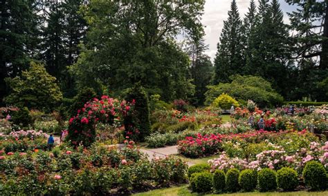 Portland Rose Gardens and Where to Find Them | The Official Guide to Portland