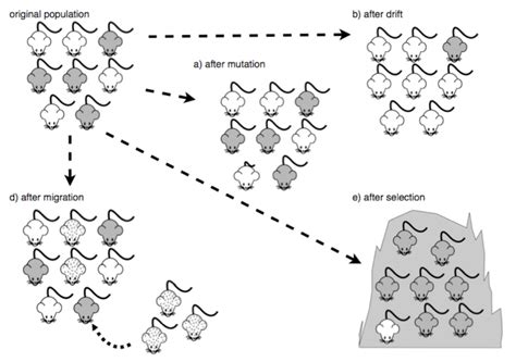 2.14 Mechanisms of Evolution Overview – The Evolution and Biology of Sex