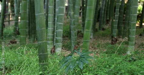 Beautiful bamboo forest at the traditional park daytime handheld Stock ...