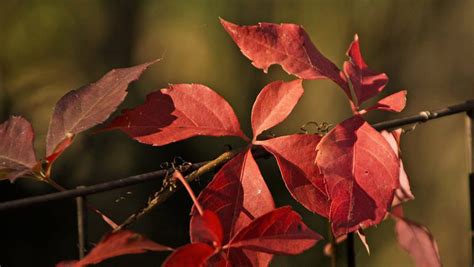 Virginia Creeper: vibrant color to brighten a fall day - Farmville | Farmville