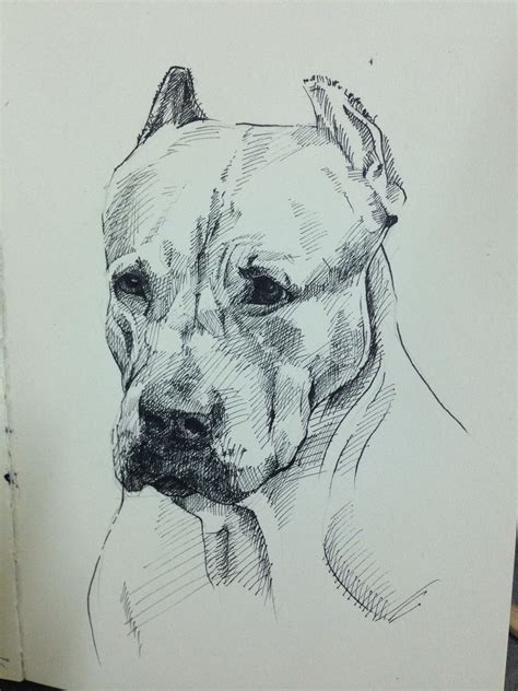 pitbull Pitbull Drawing, Pitbull Tattoo, Pitbull Art, Dog Drawing, Portrait Drawing, Drawing ...