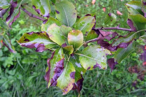 Flowering Pear Tree » Top Tips & Facts