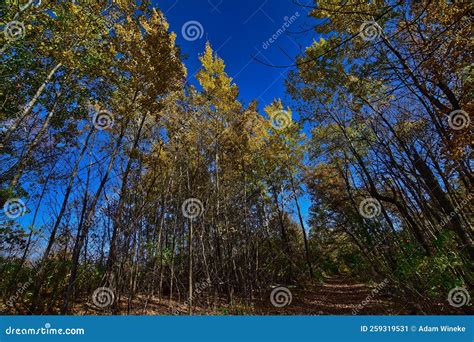 Wildcat Mountain State Park Fall Colors Along the Hiking Trail Stock ...