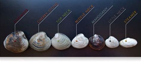 A Guide to Different Types of Clams - MarxFoods.com Blog | Clams, Clam bake, Food