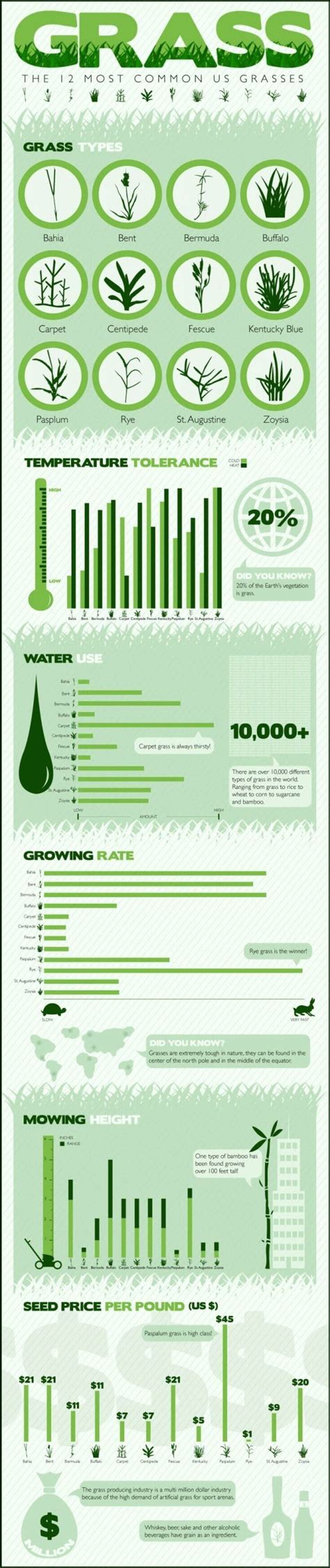 The 12 Most Common Grass Types for Lawns