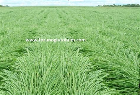 Guinea Grass (Panicum Maximum) | Feed Crops Seeds, Grass Seeds, Fields ...