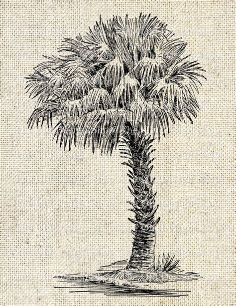 Cabbage Palmetto Tree Commercial Use Clip Art Botanical Palm | Etsy ...