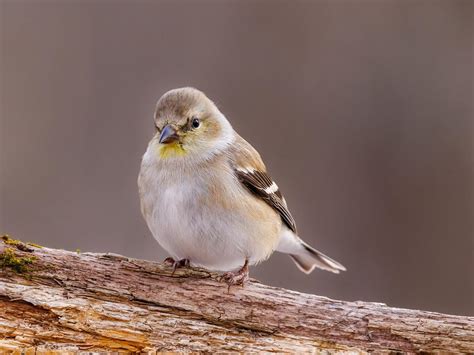 What is the State Bird of Washington (And Why?) | Birdfact