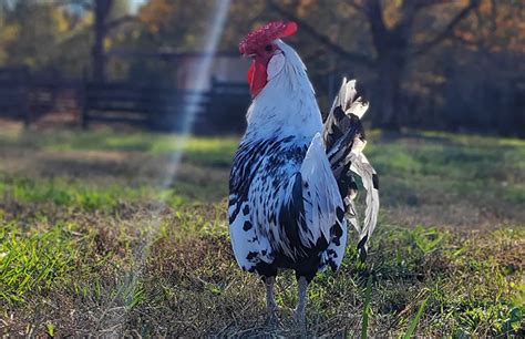 Hamburg Chicken: All About This Rare Breed | Chicken Fans