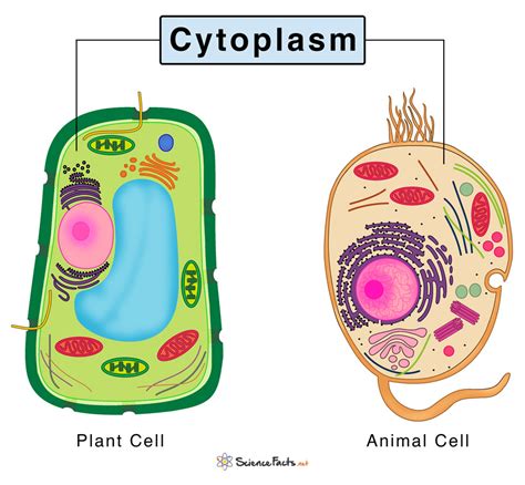 Cytoplasm: Definition, Structure, & Functions with Diagram