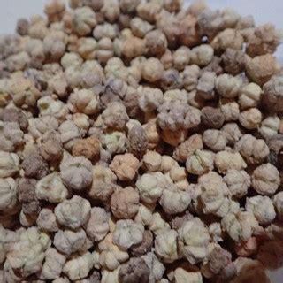 Karamay Fruit Seeds / Bangkiling Tree Seeds | Shopee Philippines