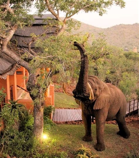 Thanda Safari Lodge - Xscape4U