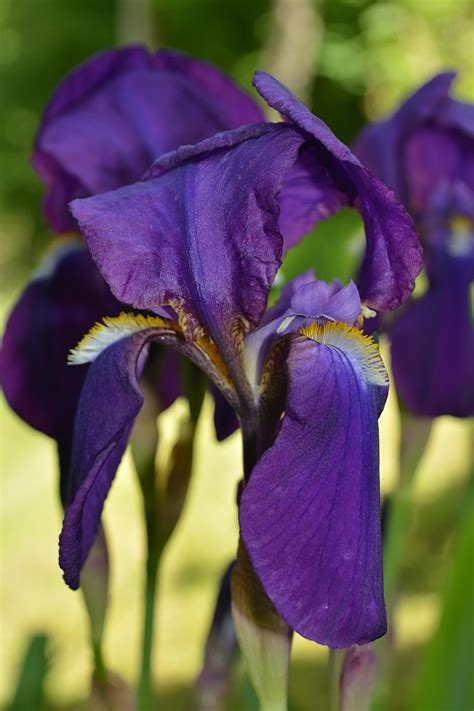 Purple Iris Free Stock Photo - Public Domain Pictures