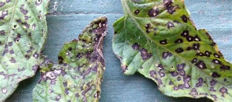 Septoria Leaf Spot Treatment > Identify & Disease Prevention Tips