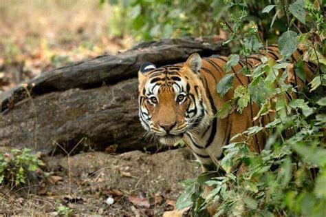 Guide to Kanha National Park & Tiger Reserve - Breathedreamgo