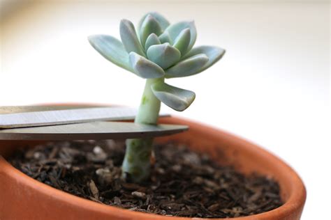 Propagating Succulents — Needles + Leaves