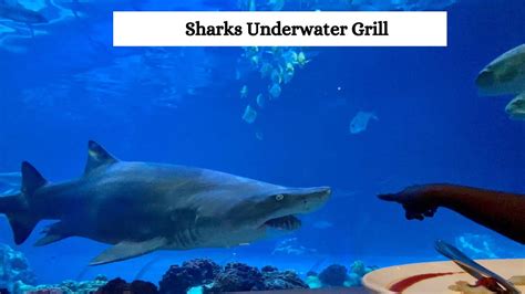 Sharks Underwater Grill | Restaurant at SeaWorld Orlando - YouTube