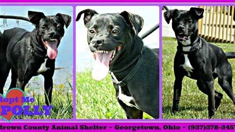 Adopt Me: Dogs in urgent need of adoption at Brown Co. Animal Shelter