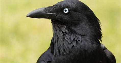 Australian Raven Bird Facts (Corvus coronoides) | Birdfact