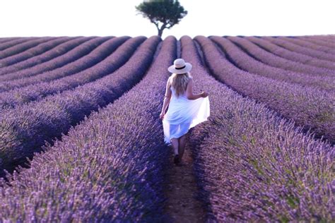 Visit Provence Lavender Fields | Lavender Fields South of France